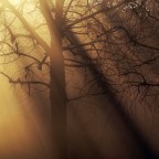 Controluce tra i rami