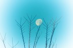 Luna Luna