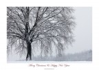 Merry Christmas &amp; Happy New Year