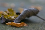 Natura morta Natura morta