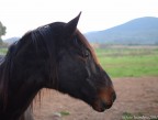 Testa di cavallo brado Testa di cavallo brado