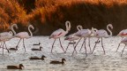 Flamants Roses Flamants Roses