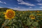 Tournesols