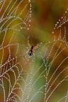 Le perle del ragno Le perle del ragno