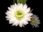 cactus Echinopsi cactus Echinopsi