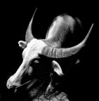 Bufalo asiatico