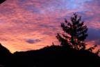 alba alba