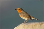 Robin