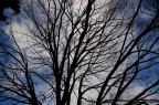 Albero e Nuvola Albero e Nuvola