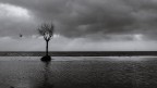 Solitario Solitario