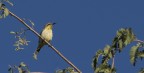 Colibri femmina Colibri femmina