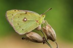 Colias crocea