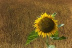 girasole girasole