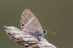 Pallida Pallida