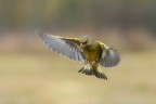 verdone in volo verdone in volo