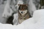 Bayerischer Wald Bayerischer Wald