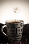 Cappuccino Cappuccino