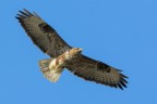 Poiana (Buteo buteo)