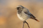 Codirosso spazzacamino (Phoenicurus ochruros) Codirosso spazzacamino (Phoenicurus ochruros)