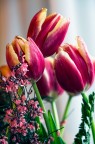 Tulipani Tulipani
