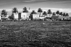 Un mare di canne Un mare di canne