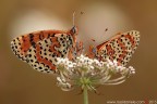 L'abbuffata... L'abbuffata...