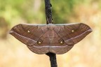 Antheraea pernyi Antheraea pernyi