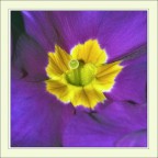 Primula Primula