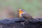 ..i'm robin.. ..i'm robin..