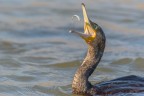 Il cormorano giocoliere