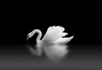 'eleganza del cigno