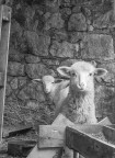lambs