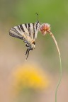 Podalirio (Iphiclides podalirius) Podalirio (Iphiclides podalirius)