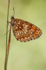 Melithaea athalia