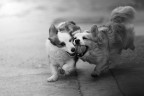 Playfulness Playfulness