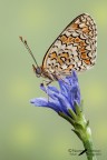 Melitaea phoebe_Denis & Schiffermuller, 1775 Melitaea phoebe_Denis & Schiffermuller, 1775
