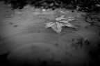 RainySunday RainySunday