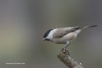 Cincia bigia (Parus palustris) Cincia bigia (Parus palustris)