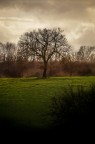 il solitario il solitario
