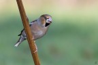 ..coccothraustes coccothraustes.. ..coccothraustes coccothraustes..