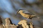 Picchio muratore (Sitta europaea) Picchio muratore (Sitta europaea)