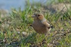 Fringuello (Fringilla coelebs) Fringuello (Fringilla coelebs)