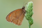 Maniola Jurtina Maniola Jurtina