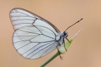 Aporia crataegi femmina Aporia crataegi femmina