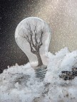 snow globe snow globe