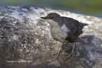 Merlo acquaiolo (Cinclus cinclus) Merlo acquaiolo (Cinclus cinclus)