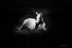 cavallino cavallino
