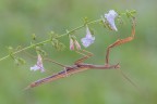 Mantide religiosa Mantide religiosa
