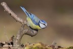 Cinciarella (Cyanistes caeruleus) Cinciarella (Cyanistes caeruleus)