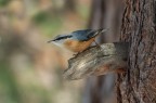 Picchio muratore (Sitta europaea) Picchio muratore (Sitta europaea)